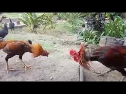 Salam hoki kepada para pemain judi sabung ayam online uang asli rupiah! Ayam Peru Termahal Di Kolut Sultra Youtube