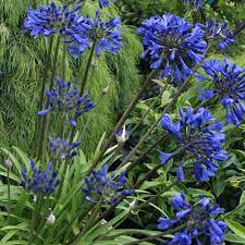 Agapanthus Midnight Star African Lily Syn Agapanthus Navy Blue Southern Living Plants Southern Living Plant Collection Perennial Plants