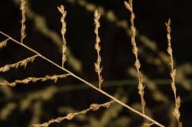 Image result for Eragrostis gummiflua