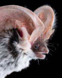 Image result for Hypolytrum pynaertii