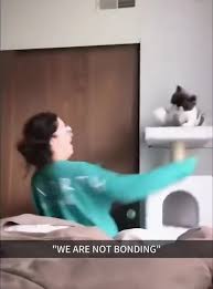 Cats Understanding English