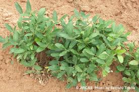 Image result for Vigna subterranea