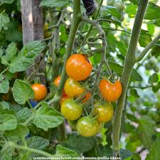Do my tomatoes need a trellis? 5 Terrific Tomato Trellis Ideas For Easy Harvesting