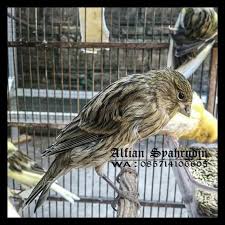 Ciri khas burung kenari ini yaitu bentuk tubuhnya kebulatan dengan tubuh kenari jantan lebih besar dibandingkan kenari betina. Jual Kenari Afs Sepasang Jantan Betina Jakarta Selatan Alfian Syahrudin Tokopedia