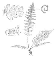 Image result for Dryopteris
