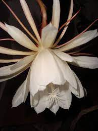 Pin On Natural Flower