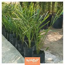 Potted Palms نخيل في أحواض وفرنا لكم نخيل البرحي والخلاص بأحواض مزروعة بعناية في مزارعنا في الوفرة والعبدلي وكما عودناكم ديوانية نخيل الخليج مفتوحة لتذ Plants