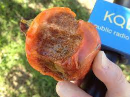 We did not find results for: Tracking The Elusive Chocolate Persimmon The Salt Npr