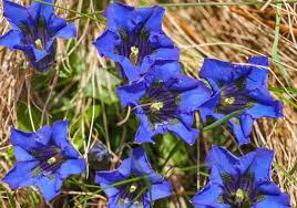 Stengelloser Enzian Blauer Geht S Nicht In 2020 Steingarten Pflanzen Enzian