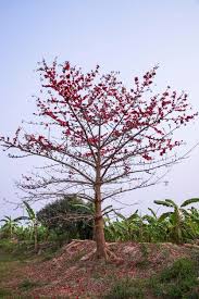 Image result for Bombax ceiba