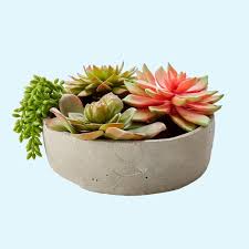 We did not find results for: The Best Fake Succulents Ikea Target 3 Others Apartment Therapy