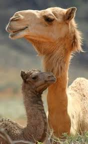 But what do camels eat? Baby Camels