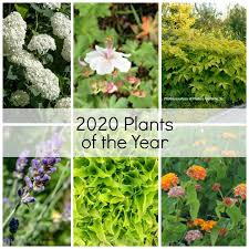 2020 Plants Of The Year How Many Are On Your List Plants Gardening For Beginners Educational Garden
