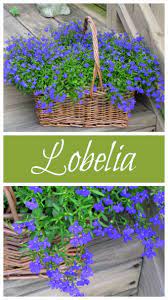 Lobelia Love Tips For Growing Lobelia Plants House Of Hawthornes Plants Planting Flowers Container Gardening Flowers