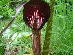 The largest concentration of species is in china and japan, with other species native to other parts of southern asia as well as eastern and central africa, mexico and eastern north america. Arisaema Wiktionary