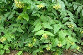 Northern Bush Honeysuckle Diervilla Lonicera Prairie Nursery Native Plants Native Plants Plants Shade Garden