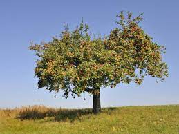 Apfelbaum Schneiden Die Anleitung Tipps Zum Richtigen Apfelbaumschnitt Pflege Tipps Garten