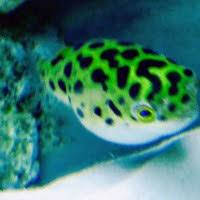 Please read refund policy clearly before purchase dead on arrival policy for full refund in case of dead on arrival. Spotted Congo Puffer Puffer Tetrodon Schoutedeni Tank Facts
