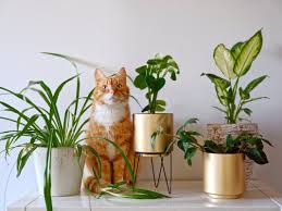 Flowers safe for cats with pictures. How To Choose Pet Safe Plants For Your Home Across America Us Patch