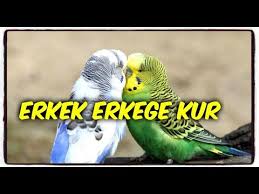 Muhabbet Kuslari Erkek Erkege Kur Yapar Mi Youtube