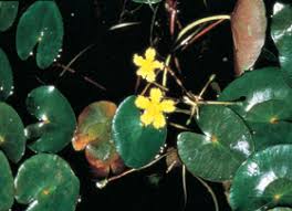 Image result for Nymphoides milnei
