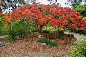We did not find results for: 10 World S Most Stunning Flowering Tree Displays Allontario