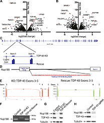 Pleiotropic Requirements For Human Tdp 43 In The Regulation