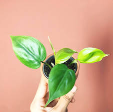 The heartleaf philodendron is one of the rare houseplants that you can propagate and grow in the water while still producing a magnificent bush. Heartleaf Philodendron Friends Or Friends