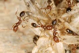 Two diy pest control options for roaches include setting out bait centers and removing the elements around your home that attract them inside can i do my own pest control? Fire Ants And Asian Needle Ants Kids Environment Kids Health National Institute Of Environmental Health Sciences