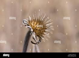 Image result for Tithonia tubaeformis