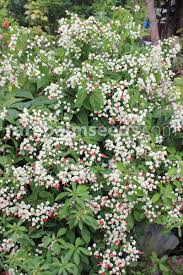 Image result for Clerodendrum toxicarium