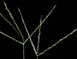 Image result for Digitaria gymnostachys