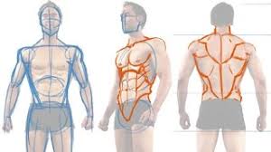 An artist needs to think about the 3d shape of the muscles to give the figure an illusion of volume. How To Draw The Male Figure And Torso Muscles Youtube