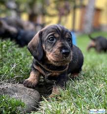 Image result for jezevčík drsnosrstý