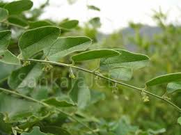 Image result for Cocculus hirsutus