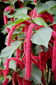The parts of a flower that are often conspicuously colored. Acalypha Hispida Wikipedia