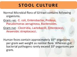 Stool Examination