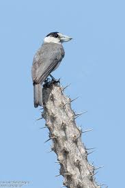 Image result for Vangueria cinerascens