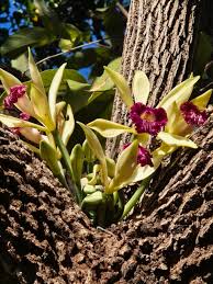 Image result for Vanilla polylepis