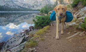 (we take our dogs all the time now, and while they are indeed allowed in the national park campgrounds, they cannot go on the trails. Most Least Dog Friendly National Parks Mcgovern Co