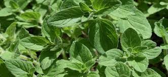 Image result for Origanum