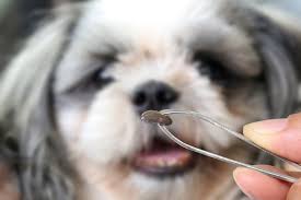 Check poison symptoms, diagnosis & treatments. What Do Ticks Look Like On Dogs Great Pet Care
