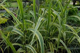 Image result for Arundo donax