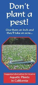 I am not clear on the other side, but trump only goes up from there. Don T Plant A Pest Aquatic Plants In California California Invasive Plant Council
