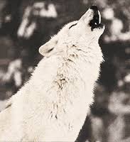 Two wolves run up to the edge of the cliff and begin to howl. Arctic Wolves Gifs Get The Best Gif On Giphy