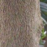 Image result for Ficus saussureana