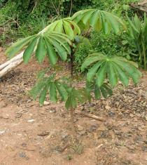 Image result for Musanga