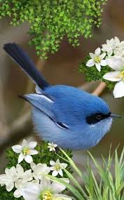 Bird Bird Bird Bird Is The Word Pin On B B B Bird Bird Bird B Bird S Is The Word