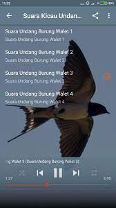 Suara Burung Walet Inap Asli For Android Apk Download