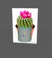In this post, we will discuss cacti flowers, how long cacti flowers last, how to make cacti bloom, how to care for a flowering cactus and much more. Maya For Beginners